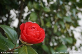 山茶花