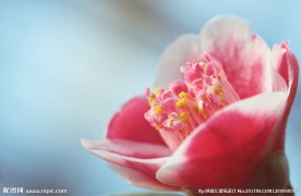 山茶花