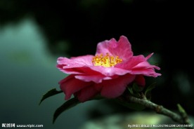 山茶花