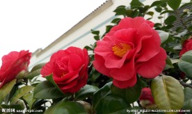 山茶花