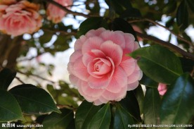 茶花