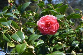 山茶花