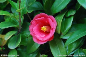 山茶花