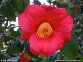 山茶花