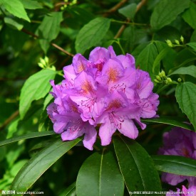 杜鹃花