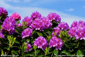 杜鹃花