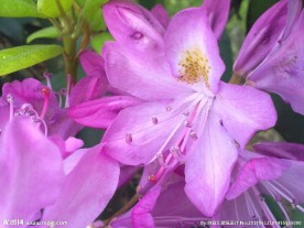 杜鹃花