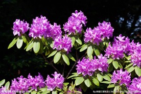 杜鹃花