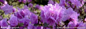 杜鹃花