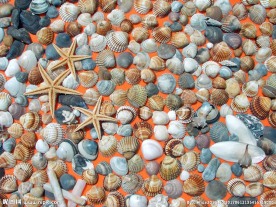 美丽贝壳海星背景