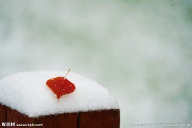 雪中的落叶