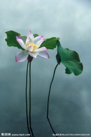莲花