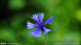 矢车菊