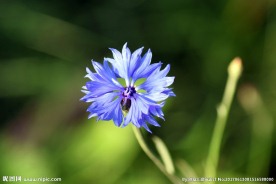 矢车菊
