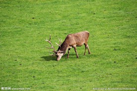 野生鹿吃草图片