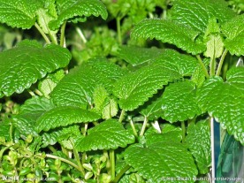 薄荷草