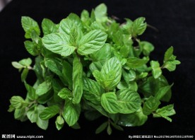 薄荷草