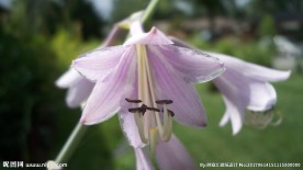 玉簪花