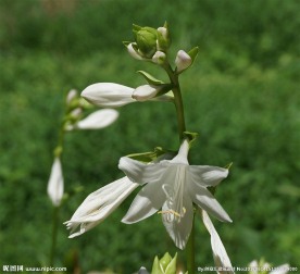 玉簪花