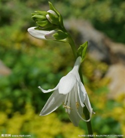 玉簪花