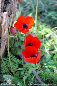 红色银莲花