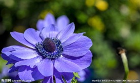 蓝色银莲花