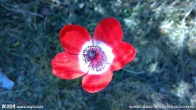 红色银莲花