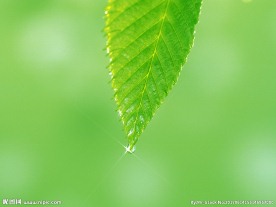 叶子 树叶 露水 水滴