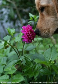红苕花