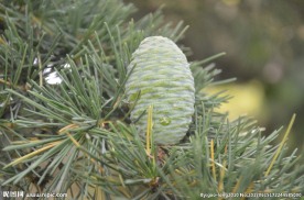 雪松的果