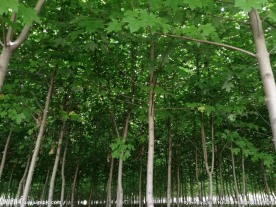 美国红枫树
