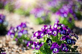 紫色蝴蝶花