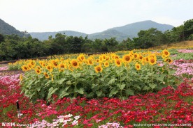 四季花田