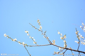 梅花摄影图