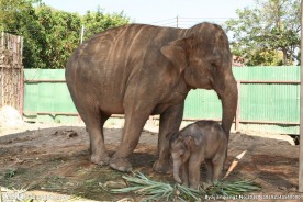 动物园大象小象图片