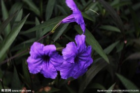 三姐妹花