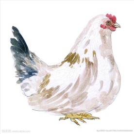 手绘母鸡矢量图下载