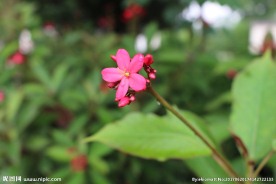 花卉 鲜花