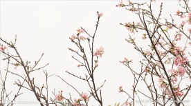 唯美樱花