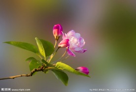海棠花