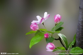海棠花