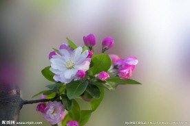 海棠花