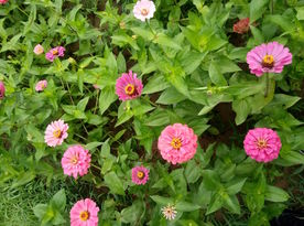花草丛中