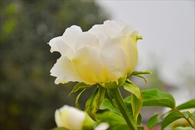 白色芍药牡丹花