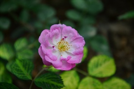 粉色蔷薇花