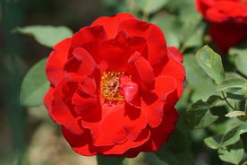 高清红色月季花