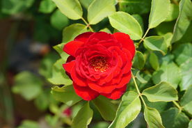 高清月季花特写