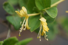 高清金银花特写
