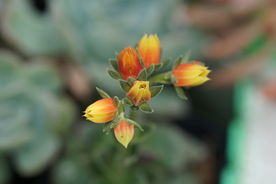 高清多肉花箭 花剑