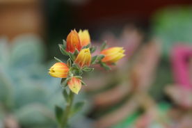 微距 特写 多肉 花箭 花剑